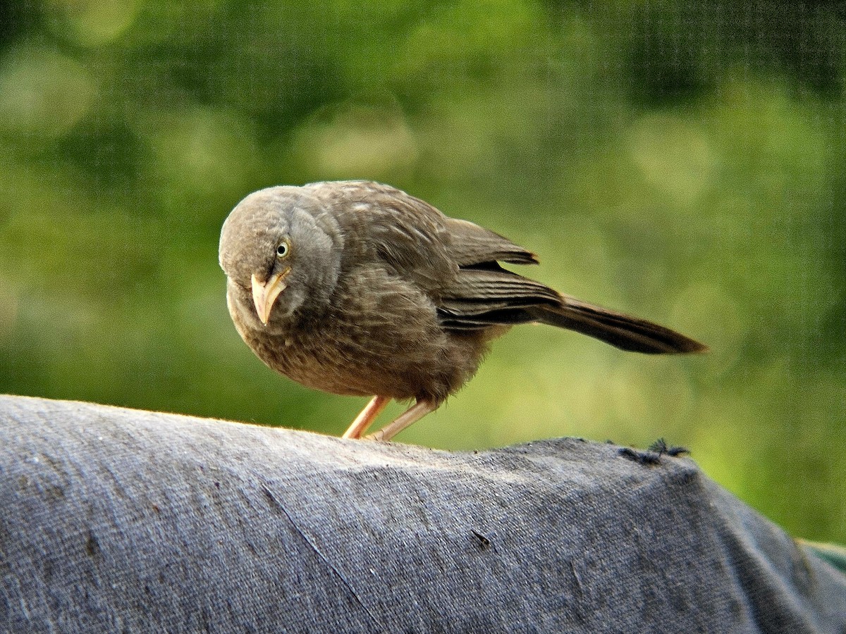 Jungle Babbler - ML646438789