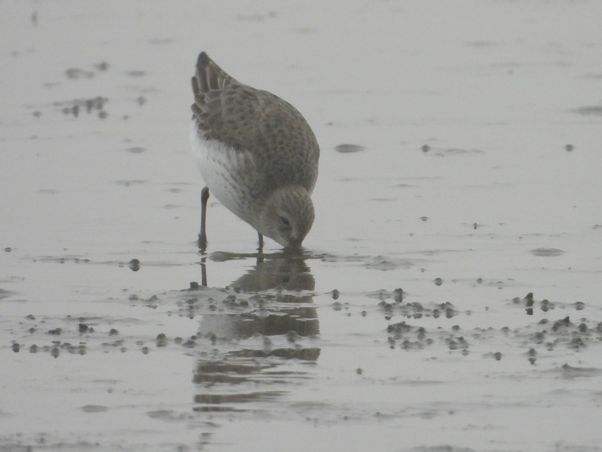 Dunlin - ML646438791