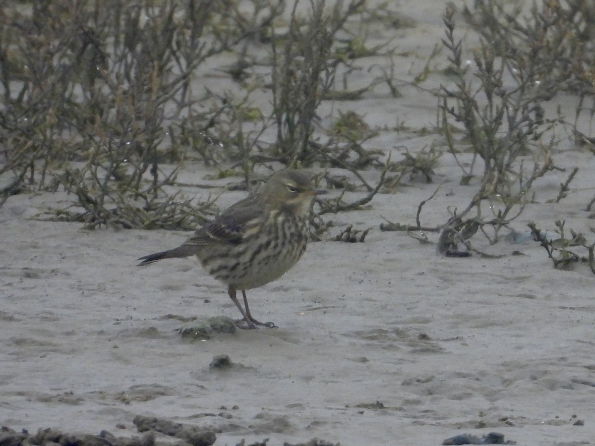 Rock Pipit - ML646438792