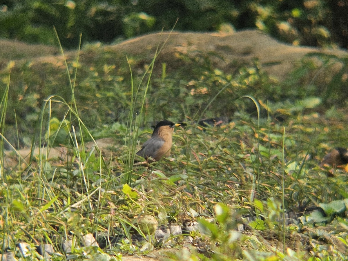 špaček pagodový - ML646438793