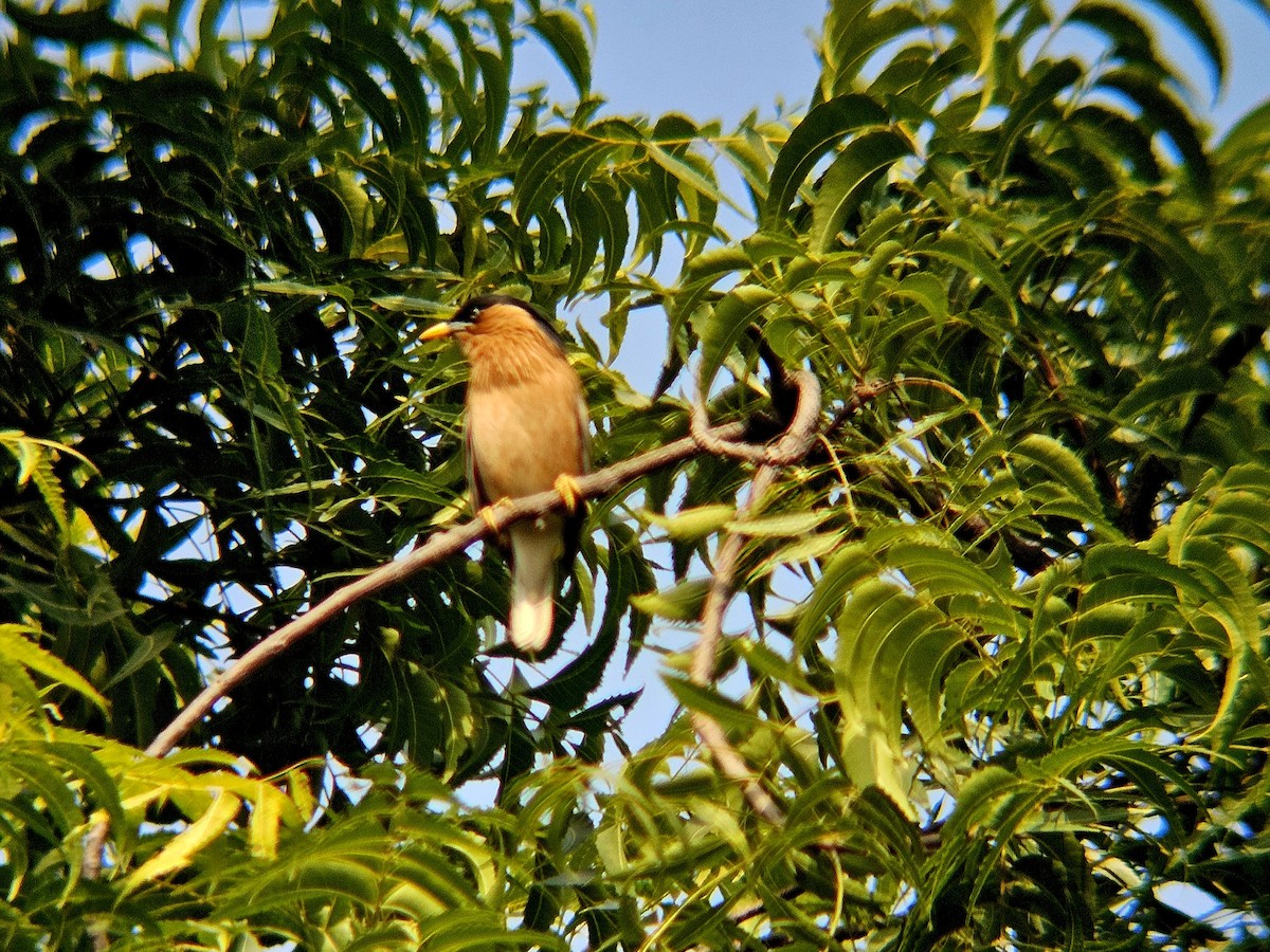 špaček pagodový - ML646438794