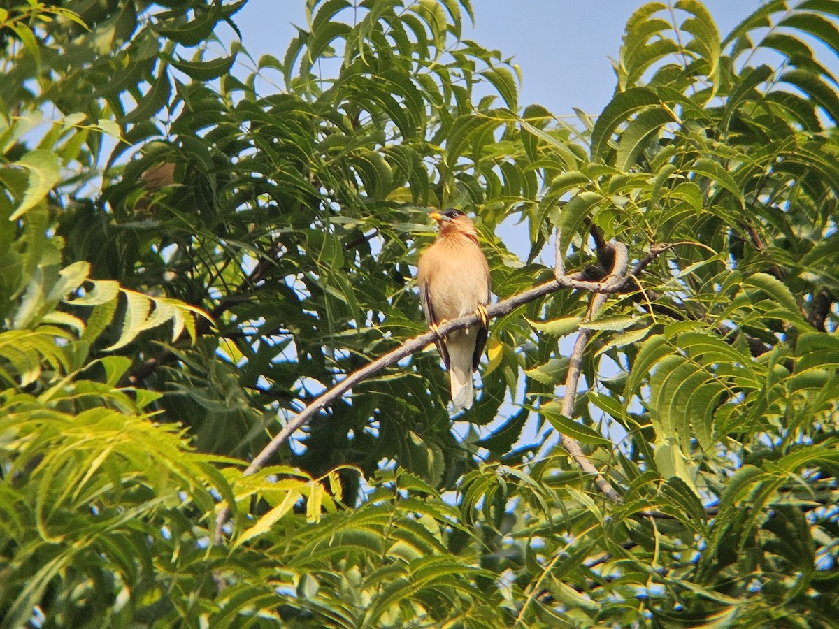 špaček pagodový - ML646438795