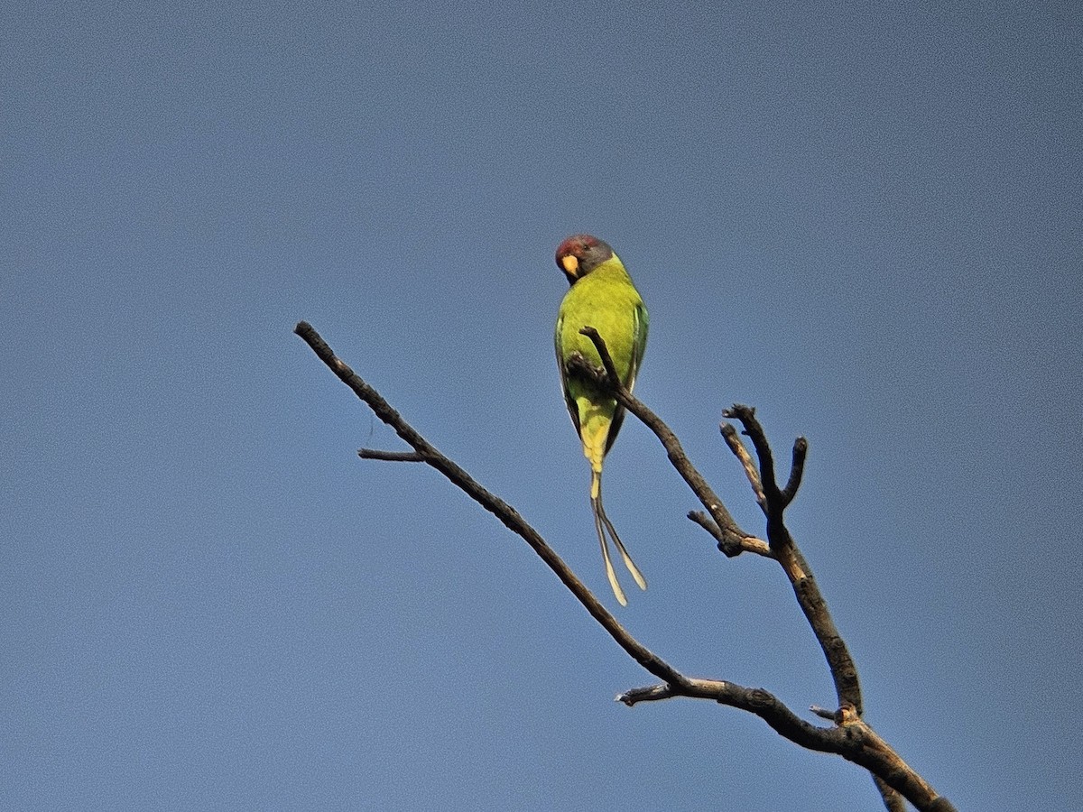 alexandr indický - ML646438797