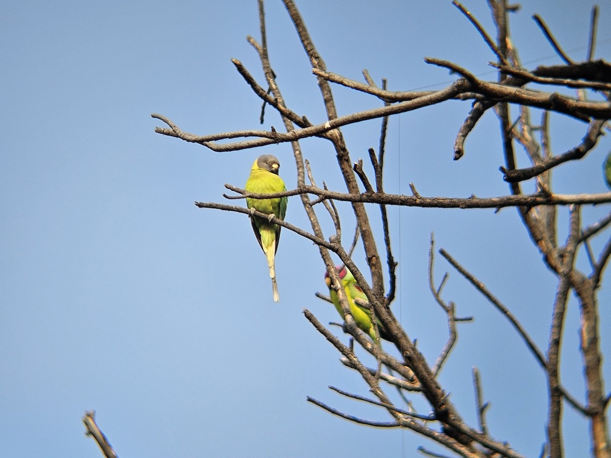 alexandr indický - ML646438798