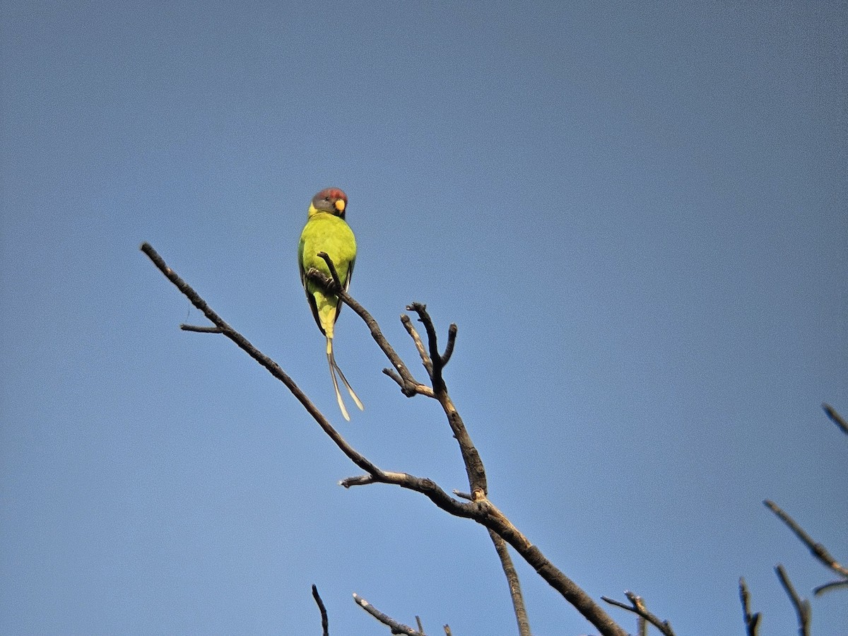 alexandr indický - ML646438799