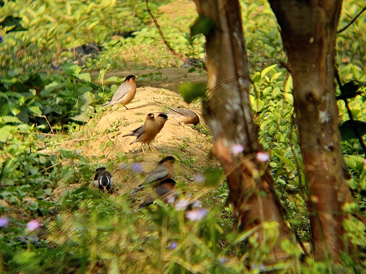 špaček pagodový - ML646438800