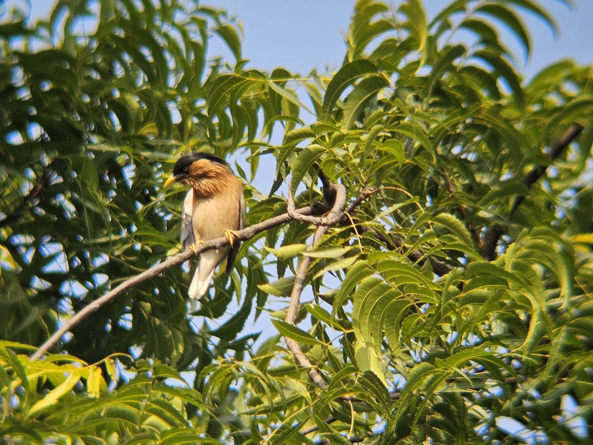 špaček pagodový - ML646438801