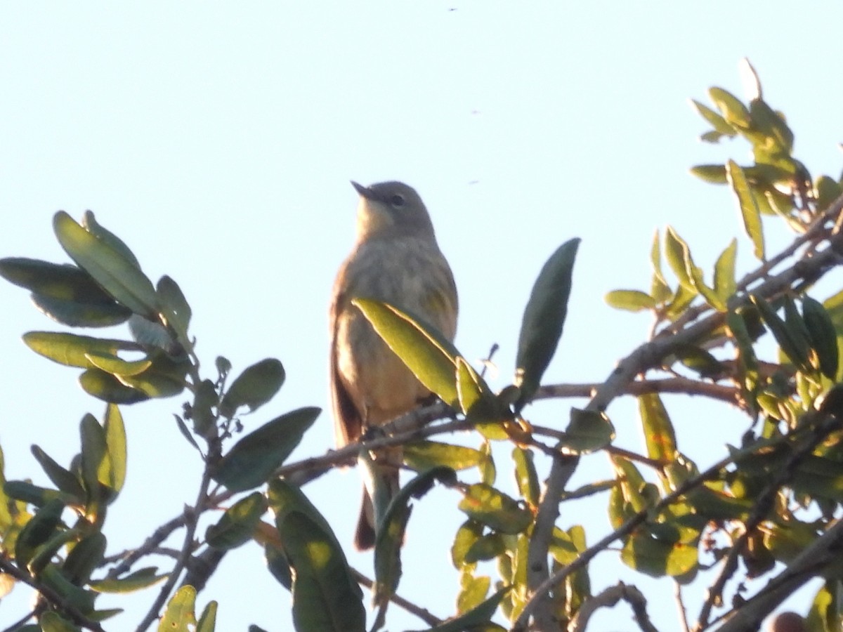 Yellow-rumped Warbler (Audubon's) - ML646438803