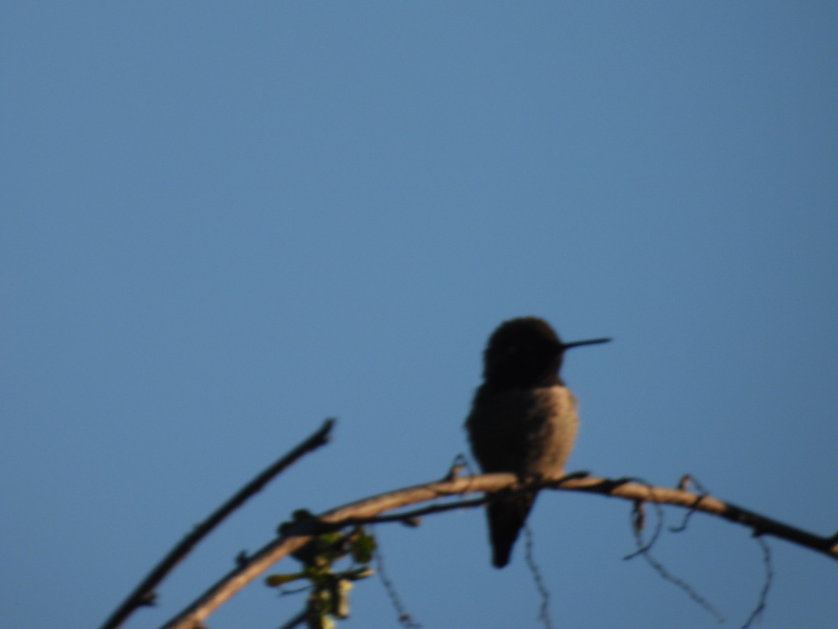 Anna's Hummingbird - ML646438804