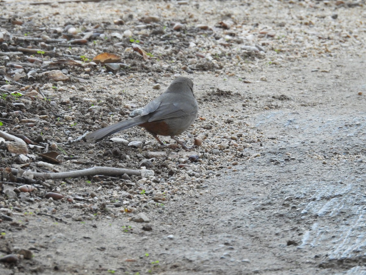 California Towhee - ML646438805