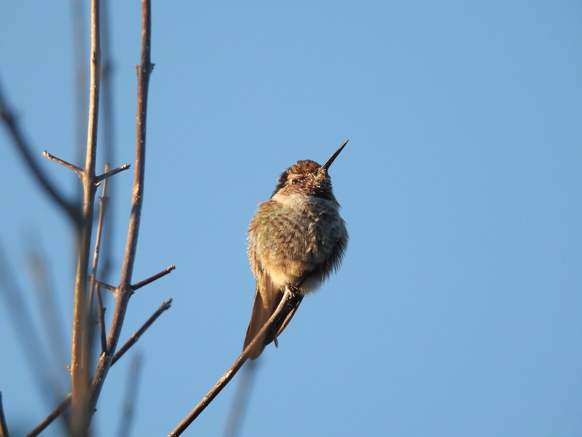 Anna's Hummingbird - ML646438806