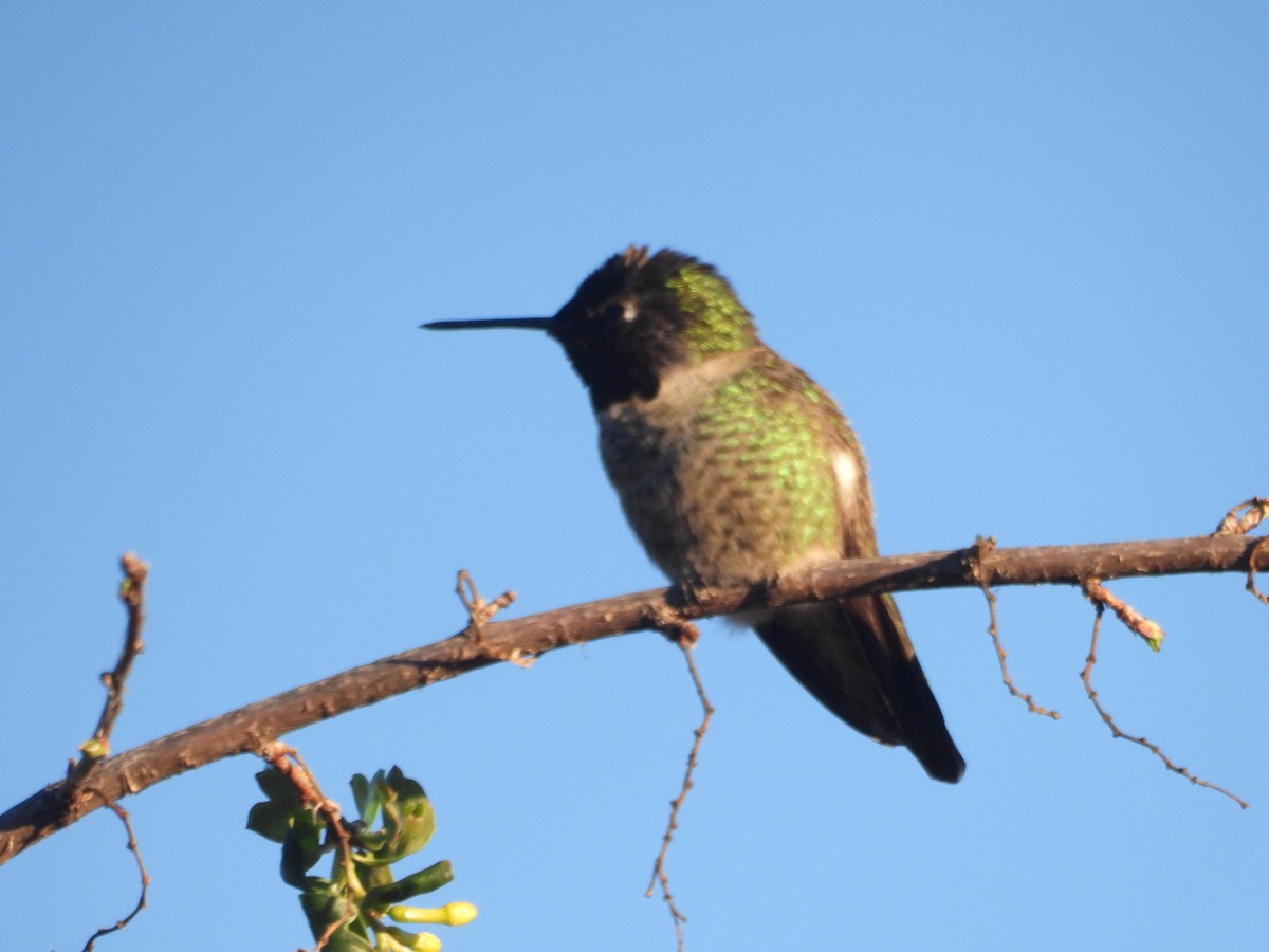Anna's Hummingbird - ML646438807