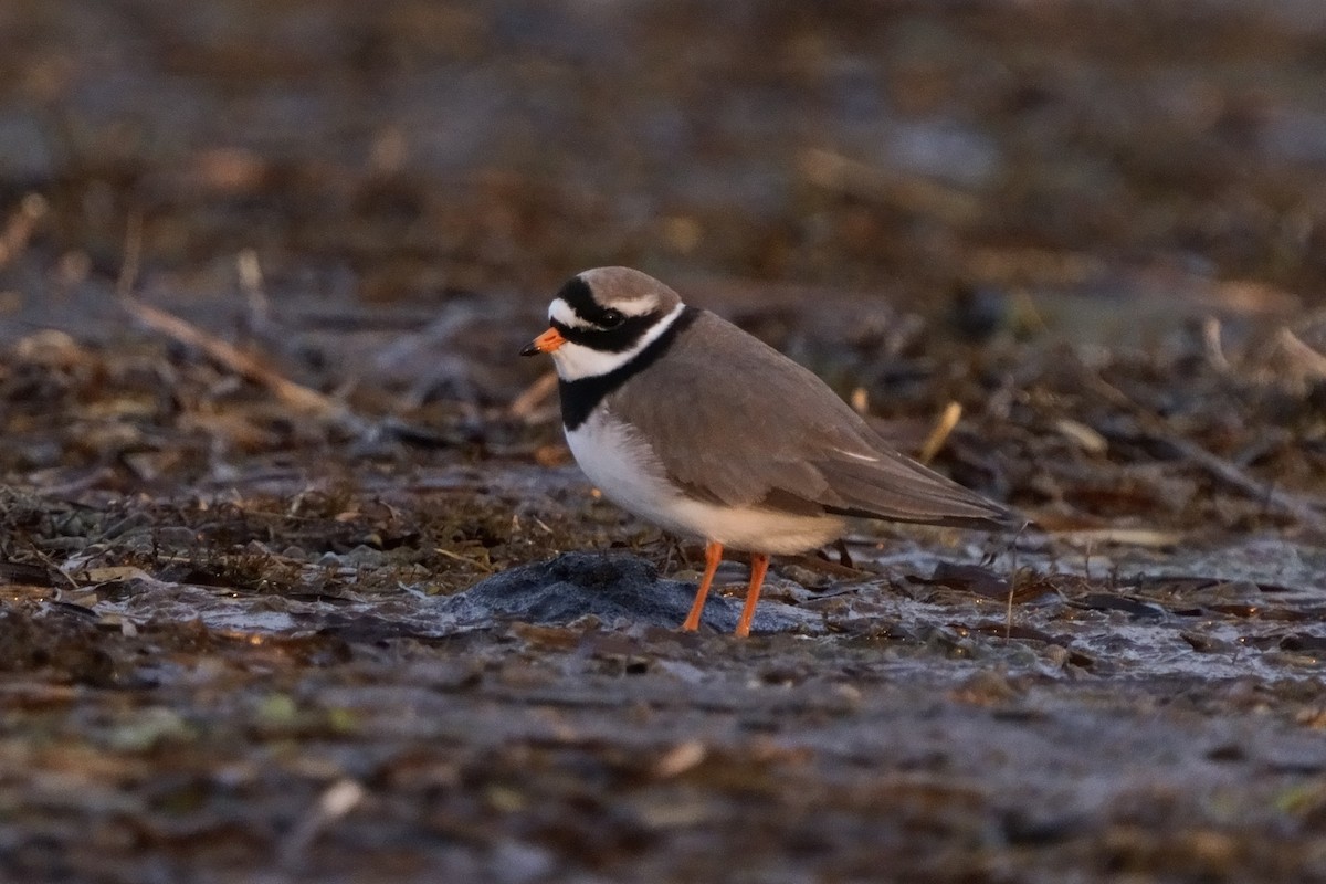 Common Ringed Plover - ML646438808