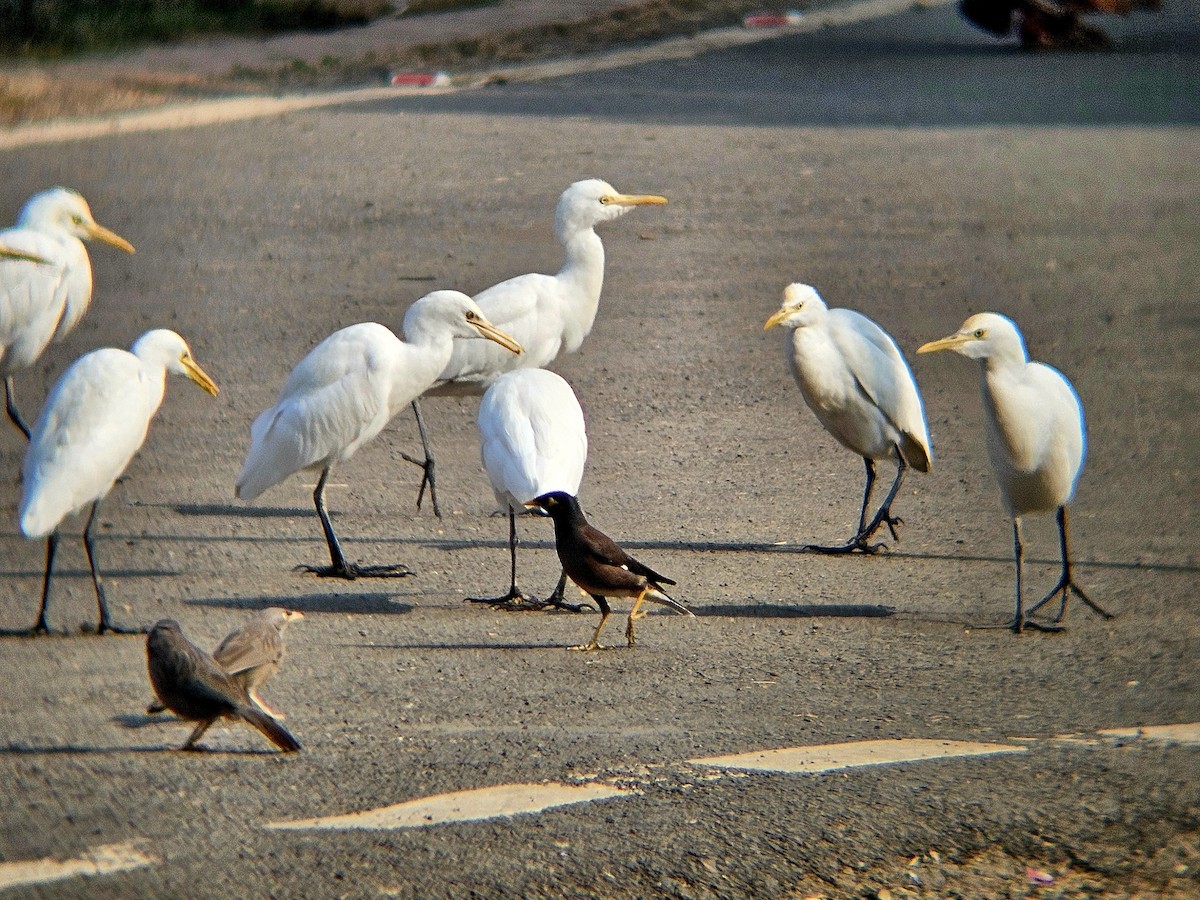 volavka dobytčí - ML646438809