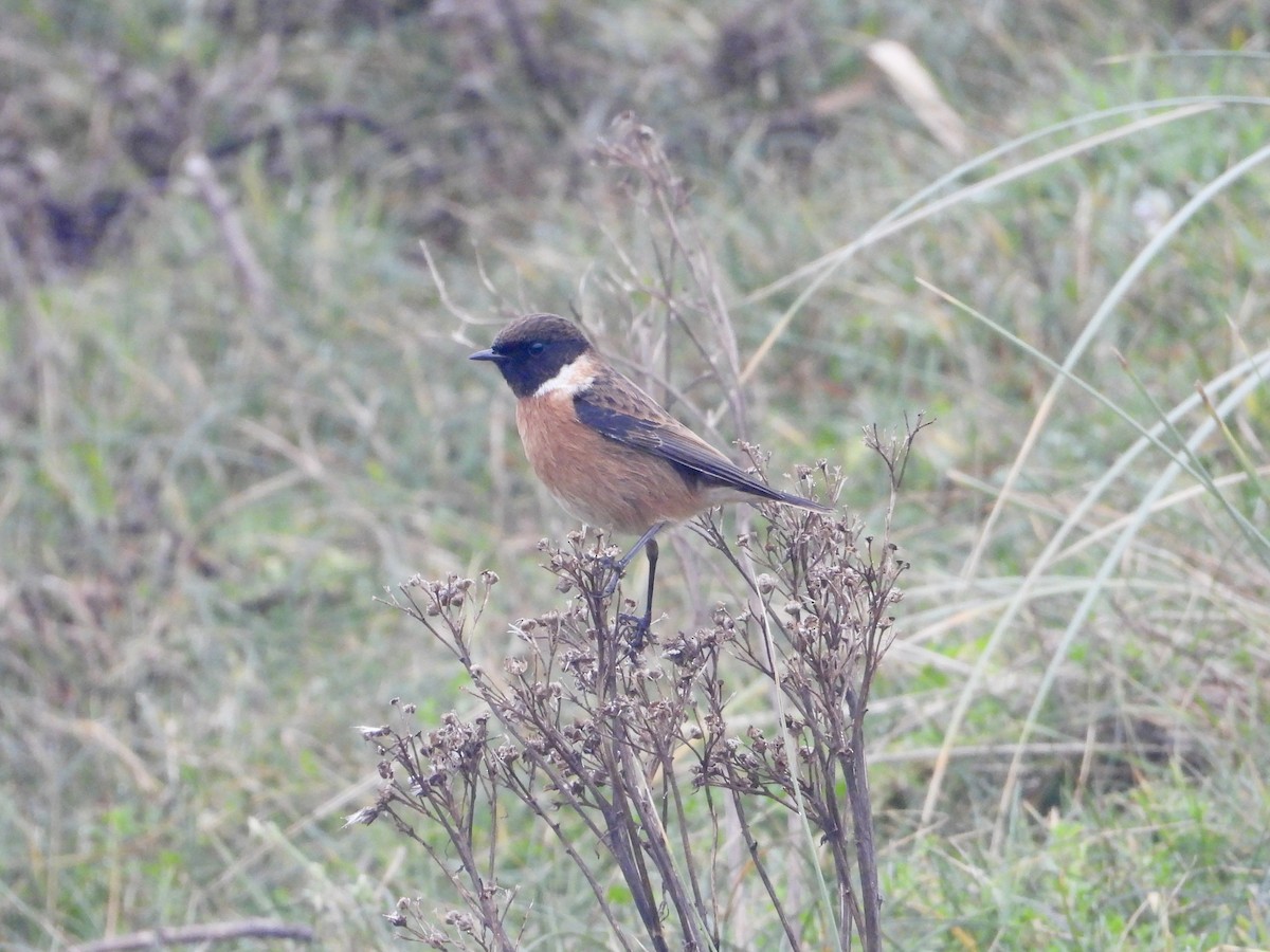 European Stonechat - ML646438810