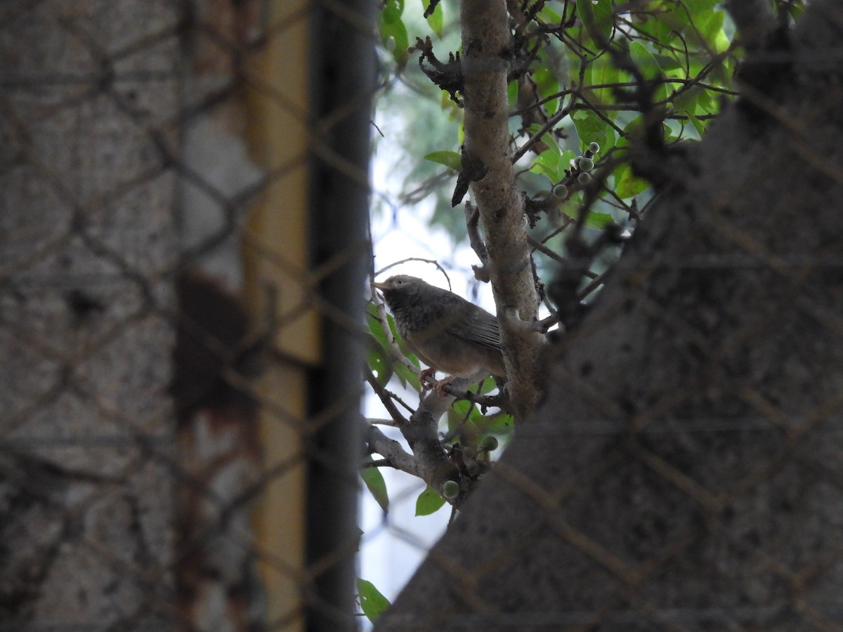 Yellow-billed Babbler - ML646438813