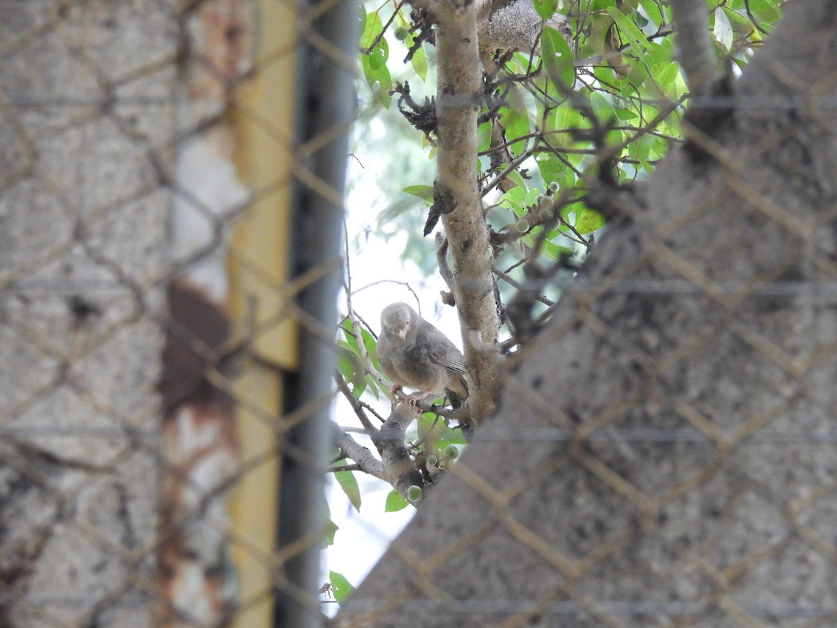 Yellow-billed Babbler - ML646438814