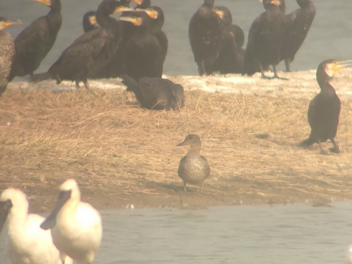 ヨシガモ - ML646438815