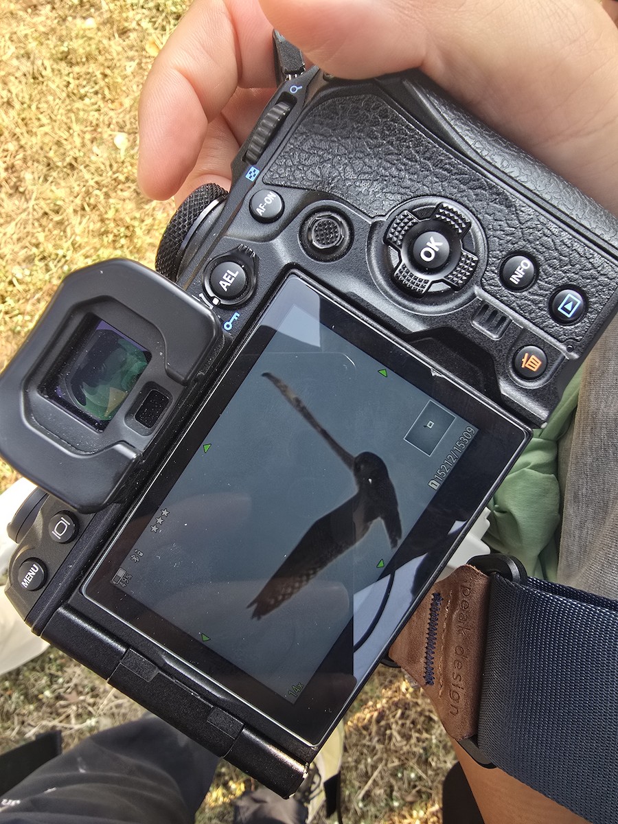 Short-eared Owl - ML646438818