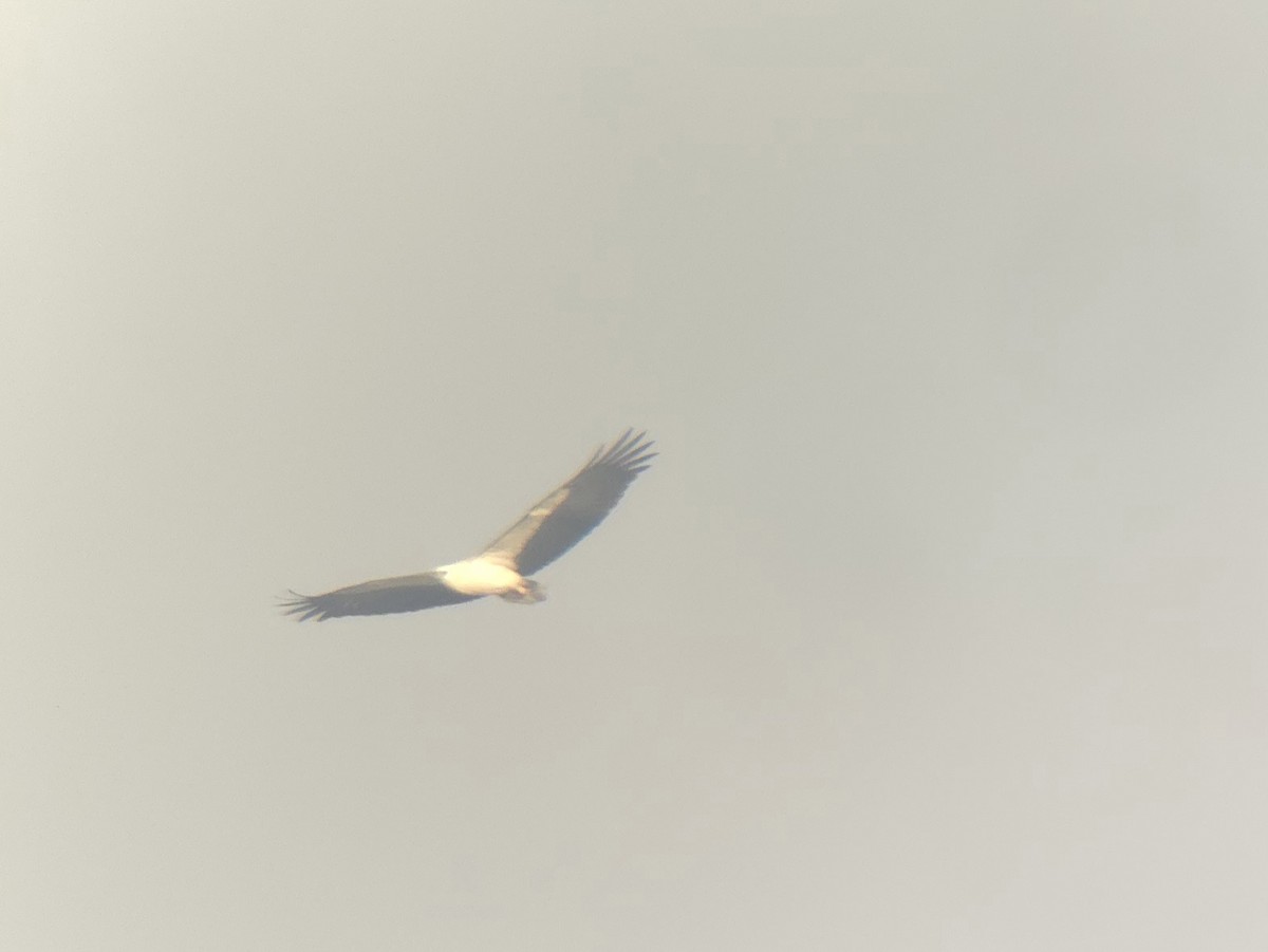 White-bellied Sea-Eagle - ML646438819