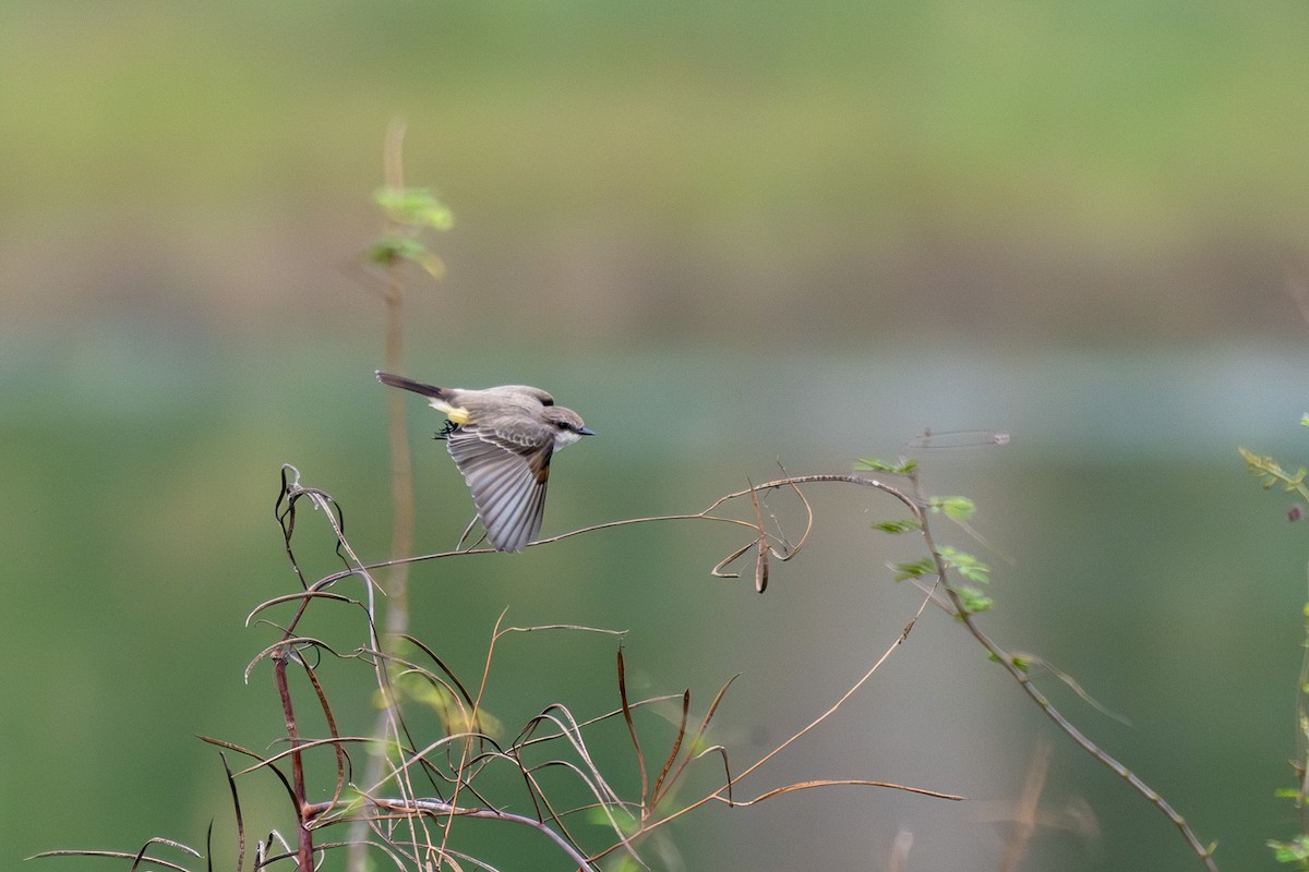 Vermilion Flycatcher - ML646438827