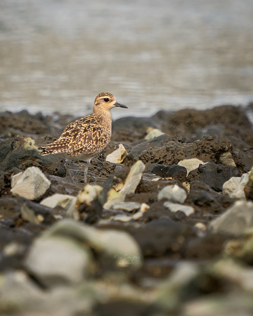 Pacific Golden-Plover - ML646438828