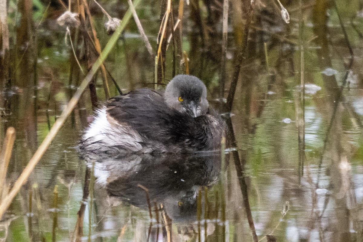 Least Grebe - ML646438834