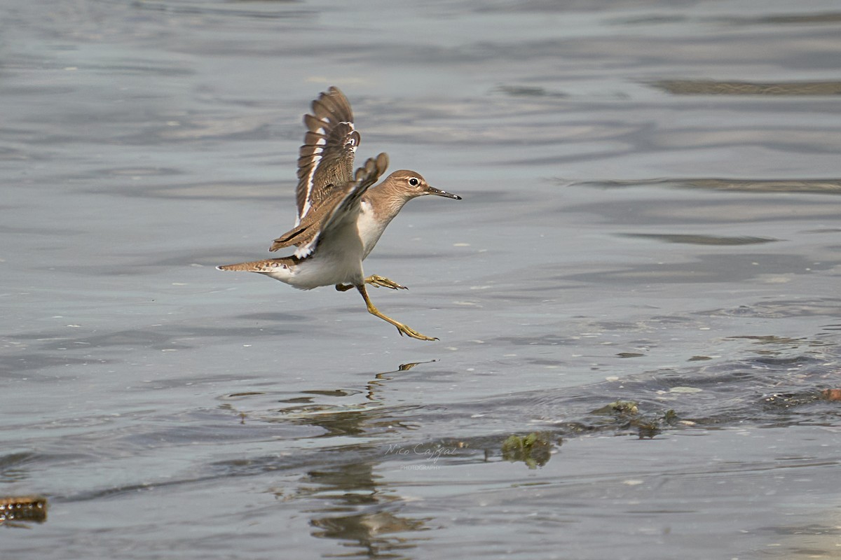 Common Sandpiper - ML646438835