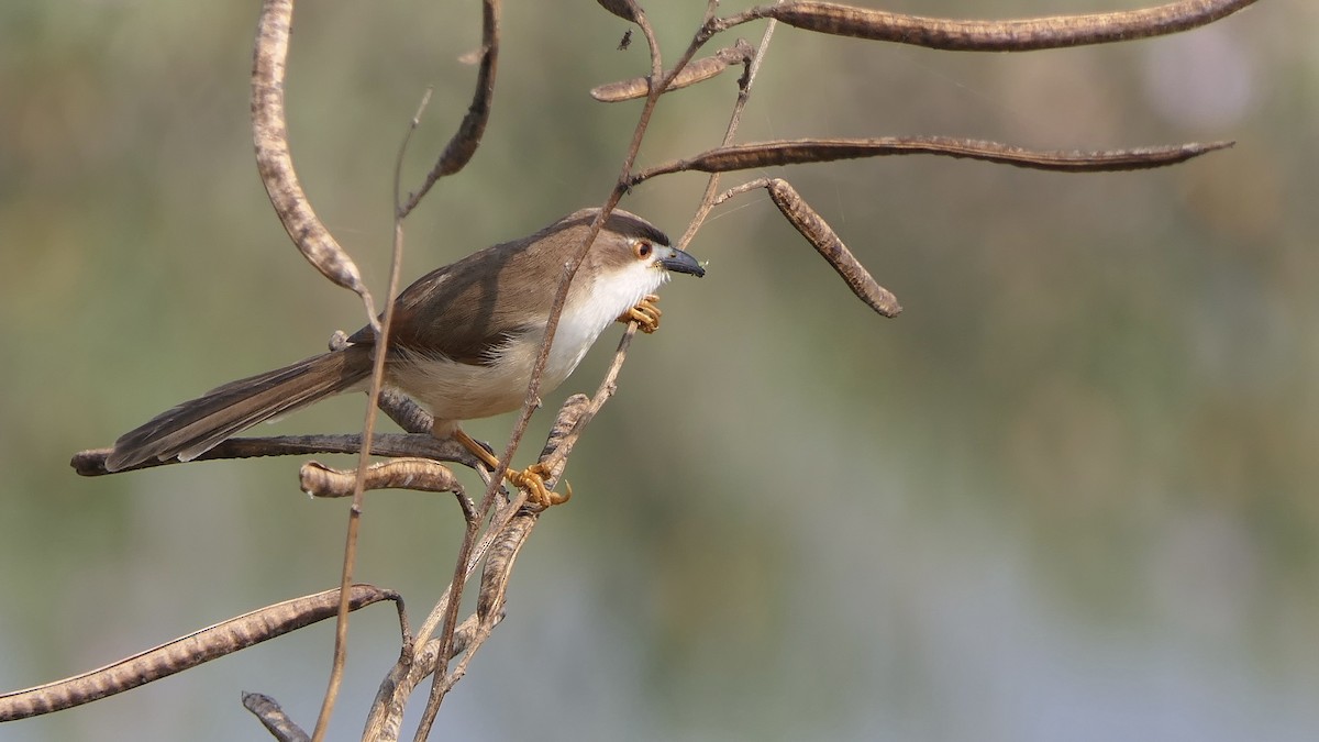 Moupinie aux yeux d'or - ML646438836