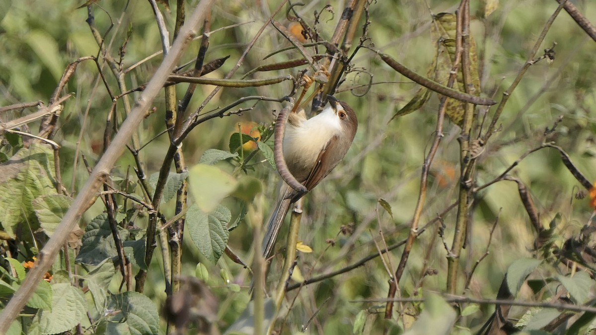 キンメセンニュウチメドリ - ML646438837