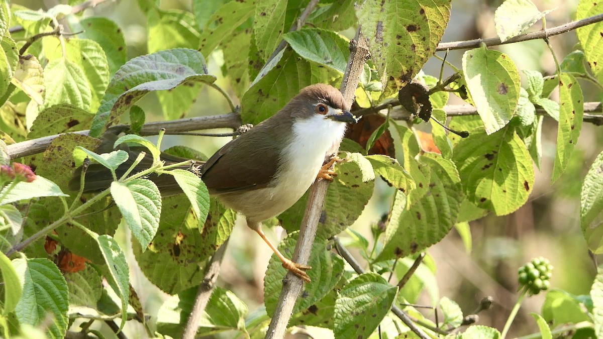 キンメセンニュウチメドリ - ML646438838