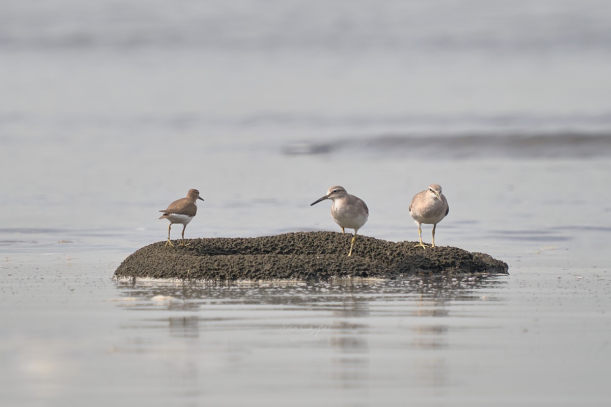 キアシシギ - ML646438839