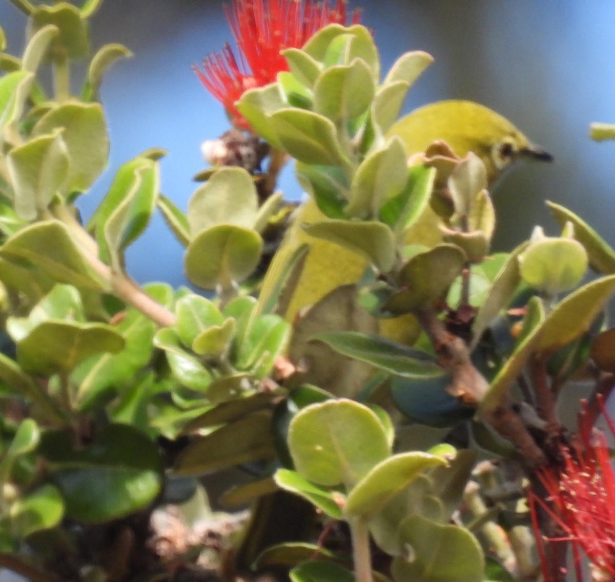 メジロ - ML646438840