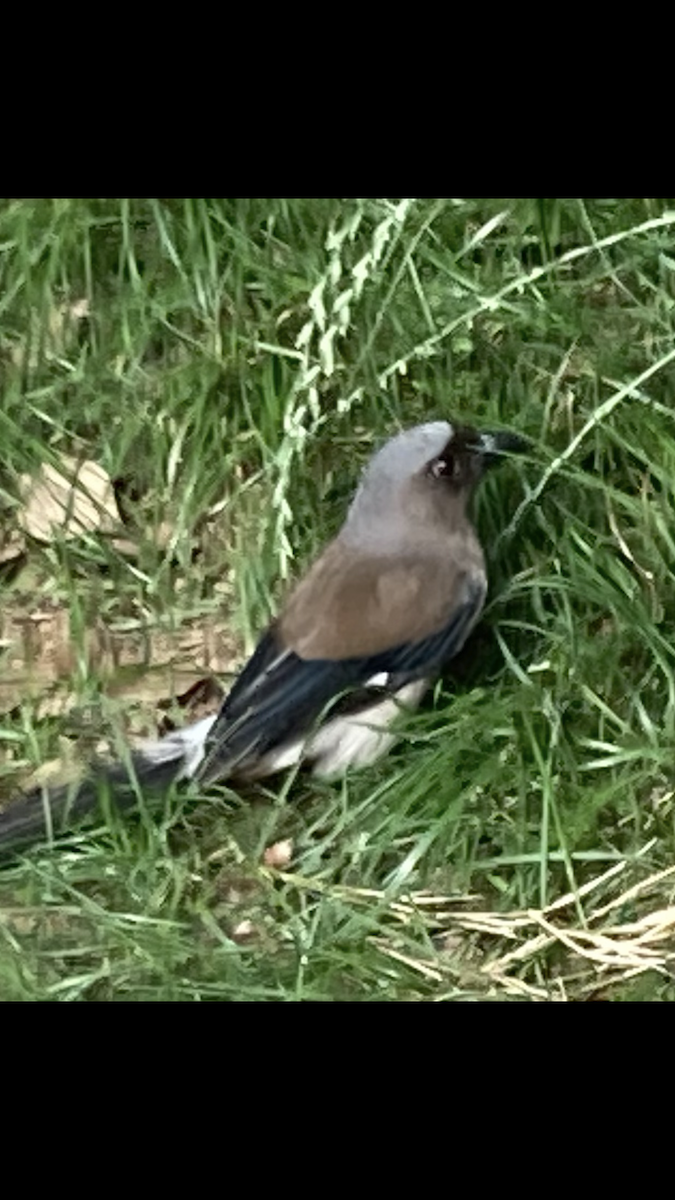 タイワンオナガ - ML646438841