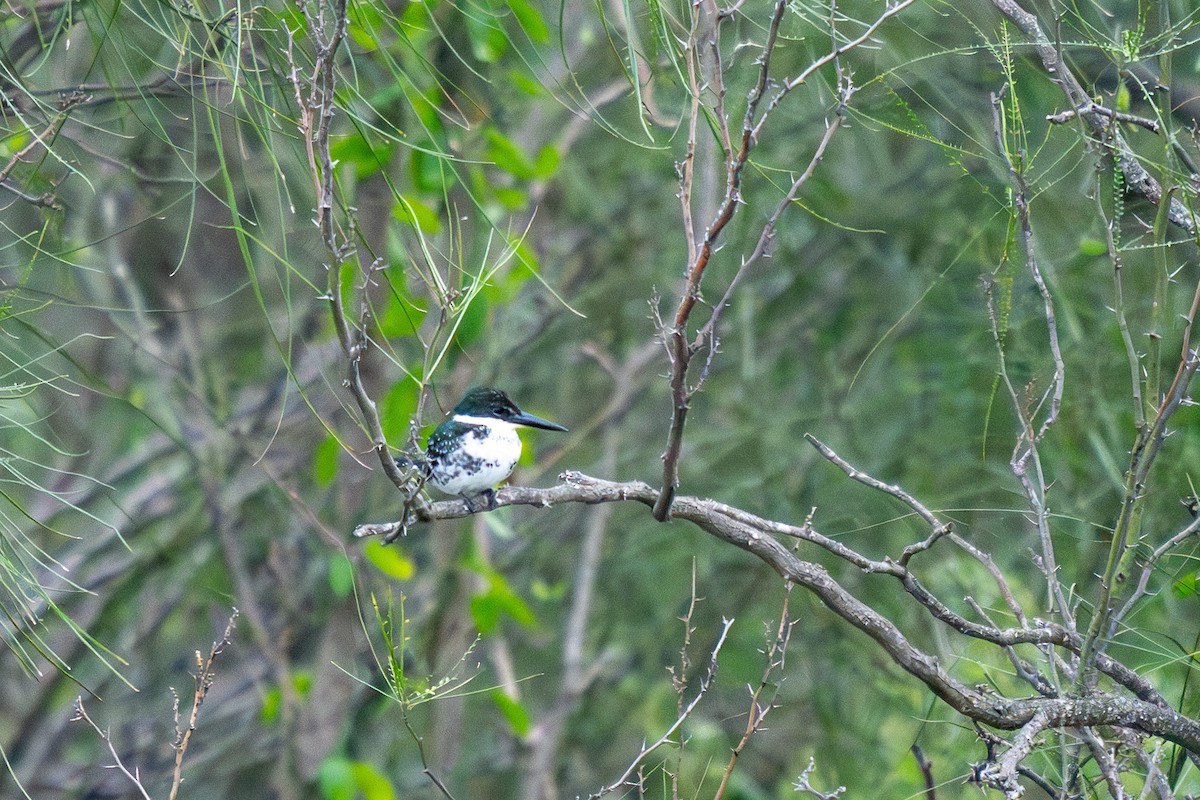 ミドリヤマセミ - ML646438845