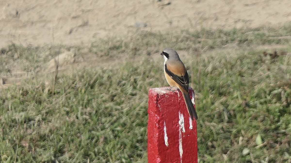 タカサゴモズ - ML646438846