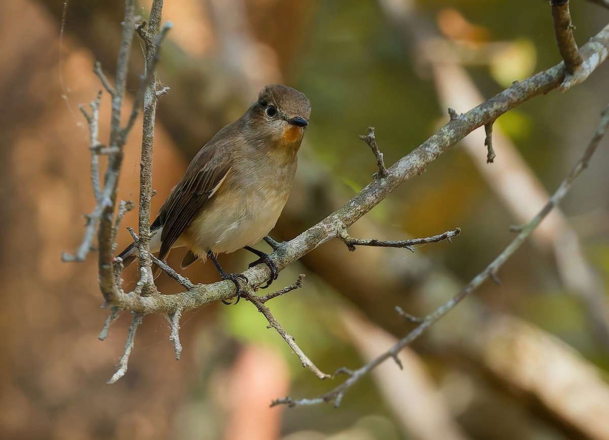 オジロビタキ - ML646438847