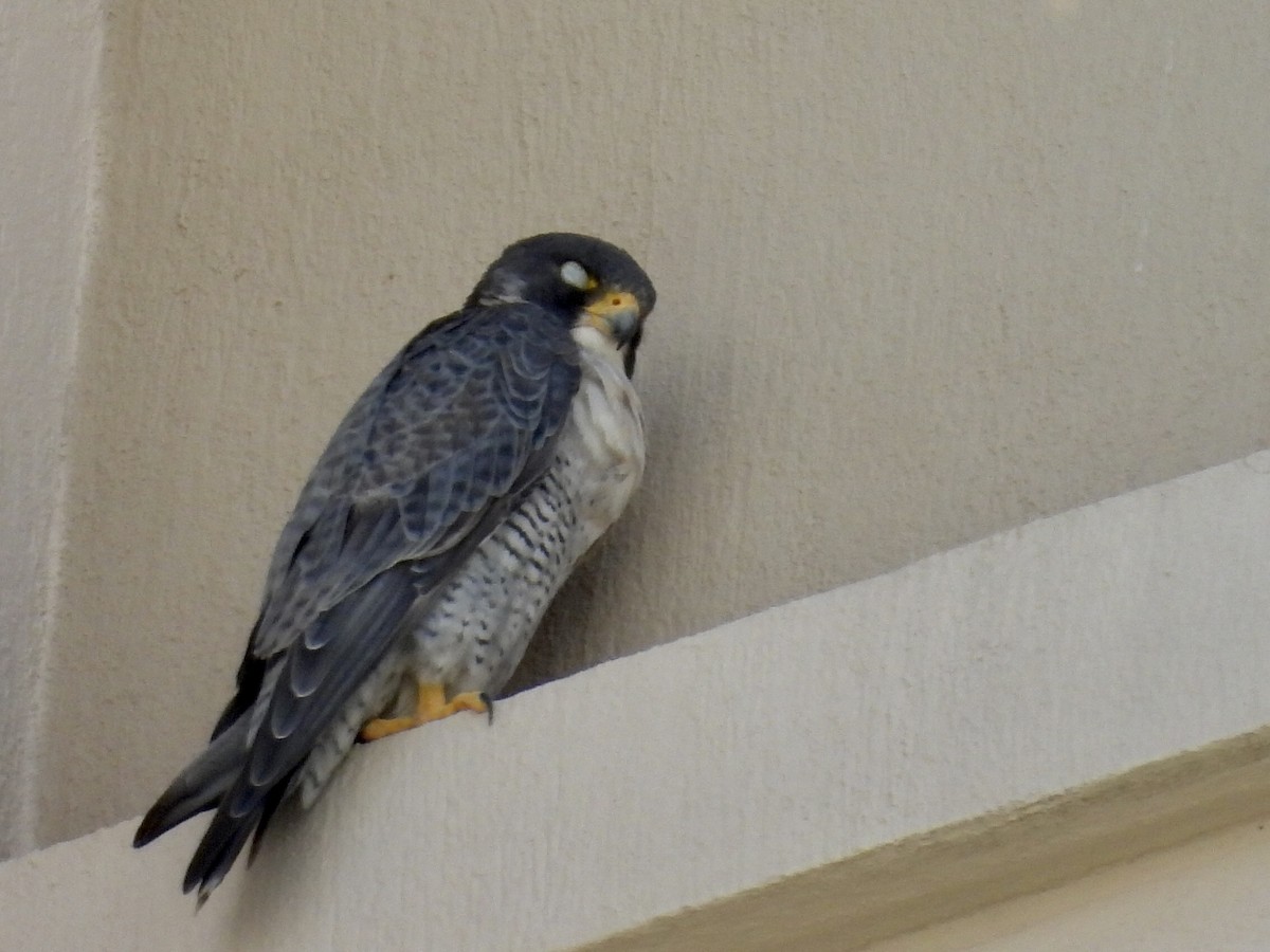 ハヤブサ - ML646438849