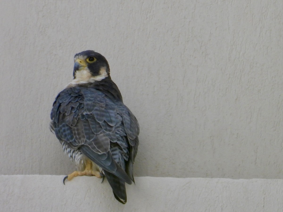 ハヤブサ - ML646438850