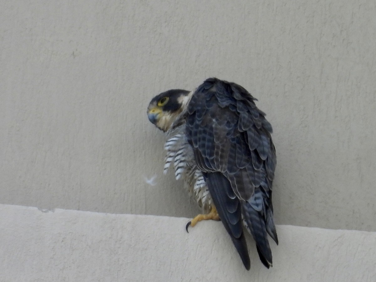 ハヤブサ - ML646438851