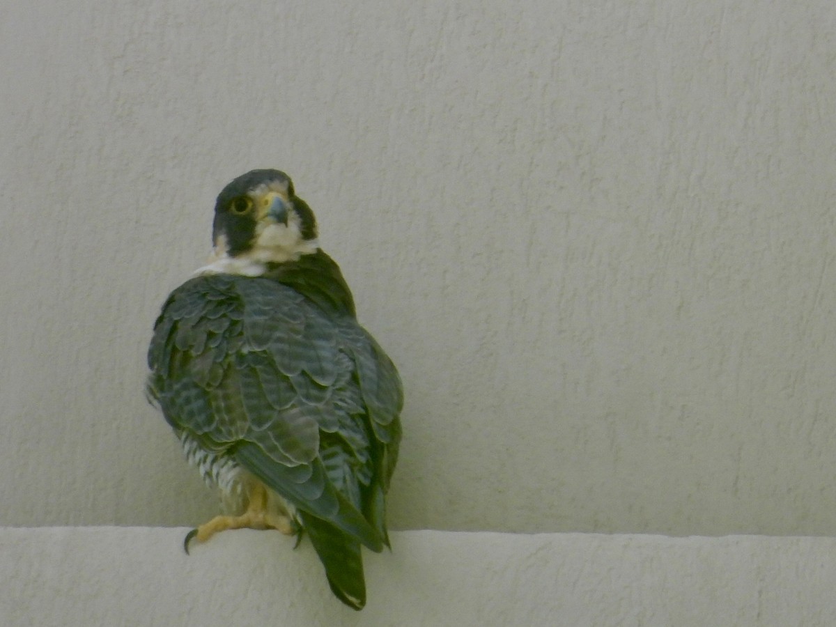 Belatz handia - ML646438852