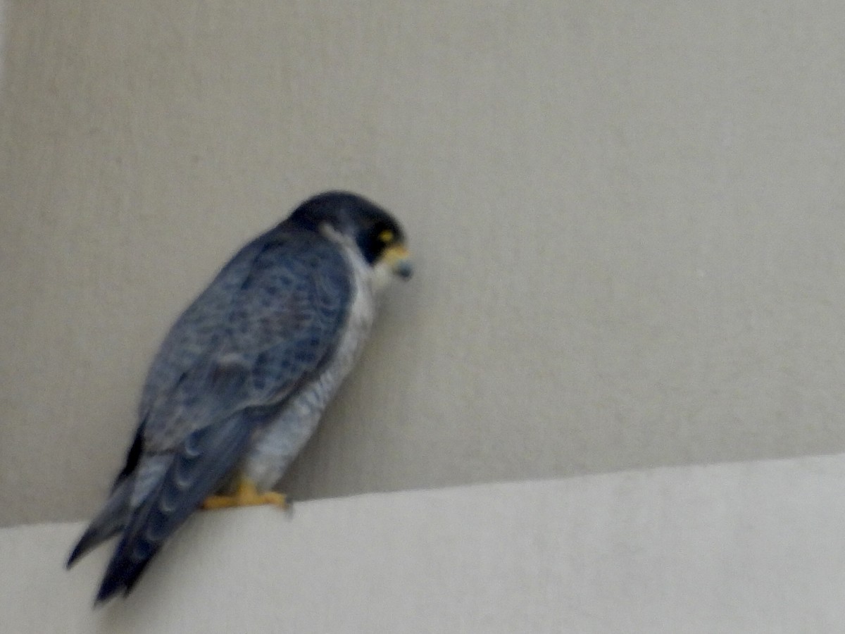 ハヤブサ - ML646438853