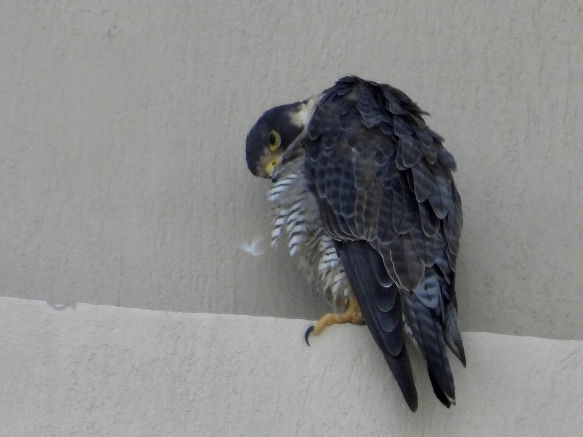 ハヤブサ - ML646438854