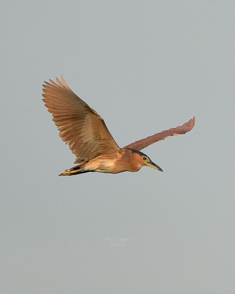 Nankeen Night Heron - ML646438855