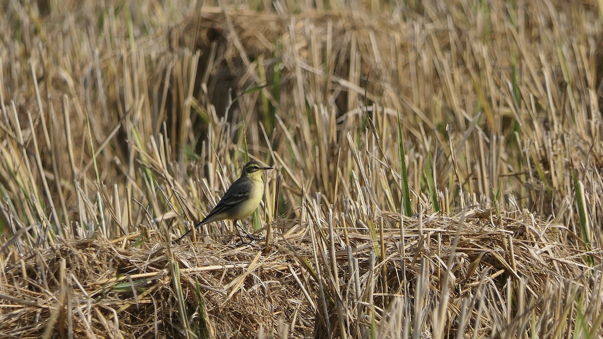 Larre-buztanikara - ML646438856