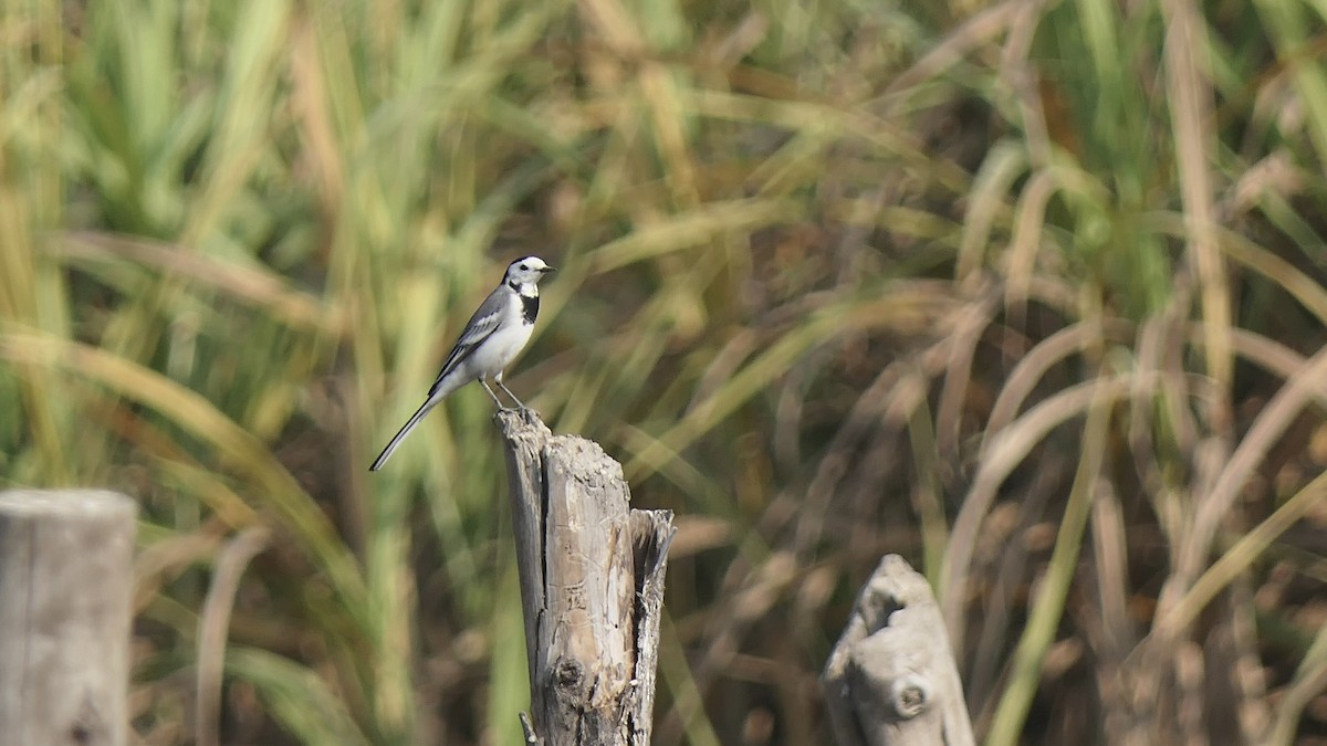 Buztanikara zuria - ML646438857