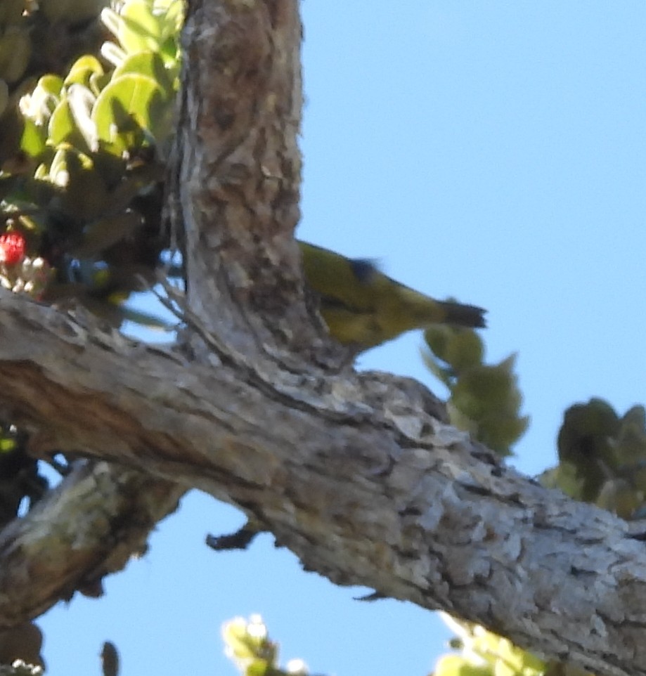 Leiotrix mokogorria - ML646438858