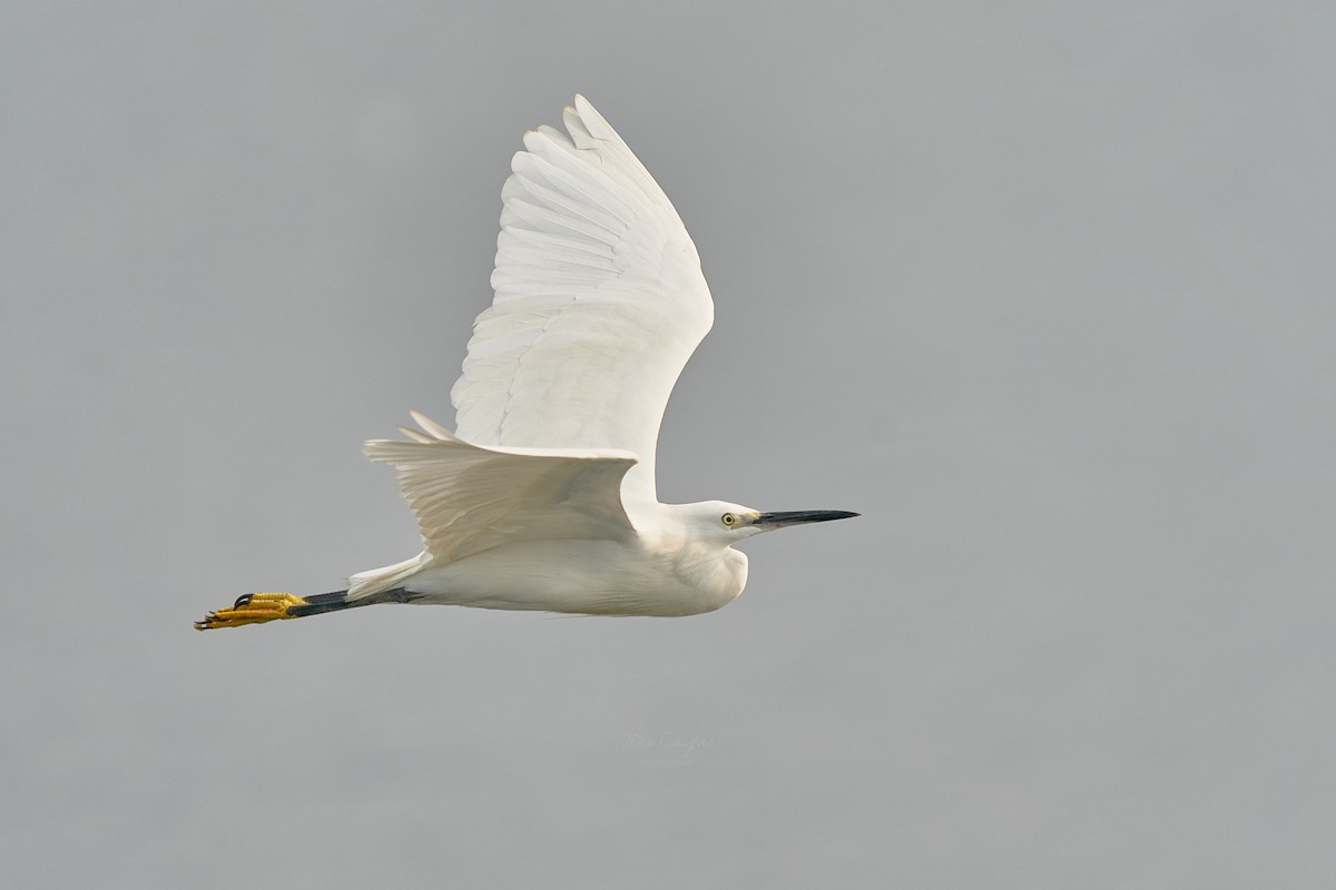 Koartzatxo txikia - ML646438859