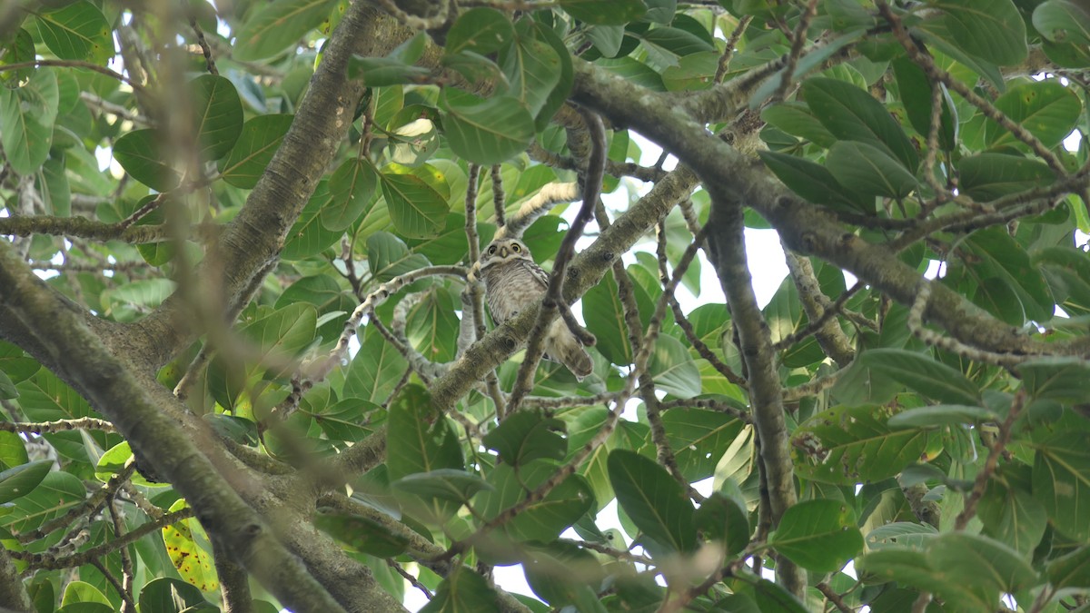 Spotted Owlet - ML646438860