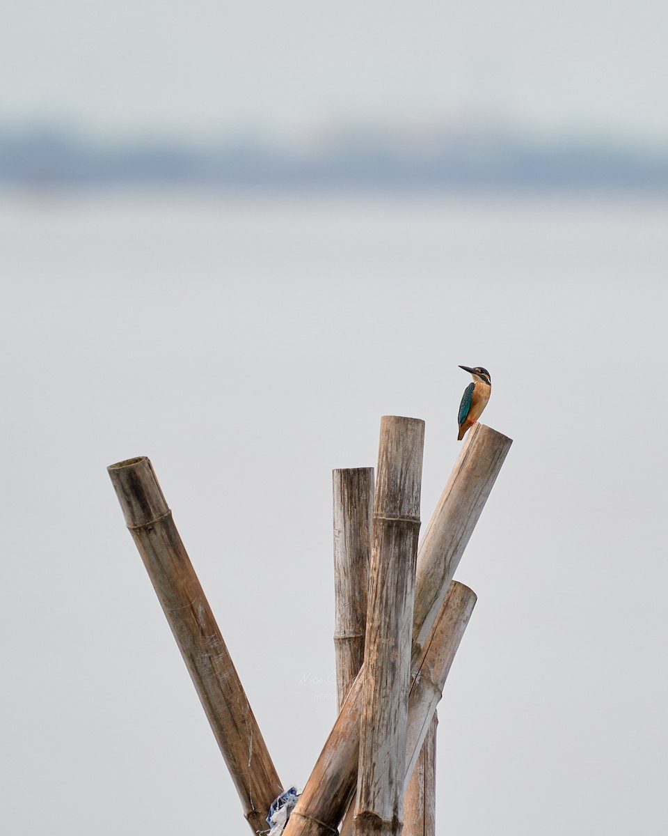 Martin arrantzalea - ML646438861